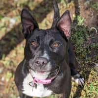 Photo of Vanellope Von Treats