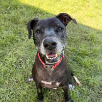 Photo of Shadow