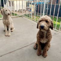 Photo of Patch Valenti