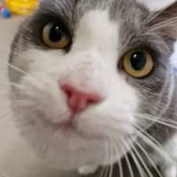 Photo of C1340 Hamish