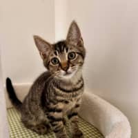 Photo of Chimney