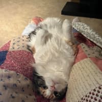Photo of Prissy