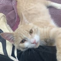 Photo of Creamy Alfredo