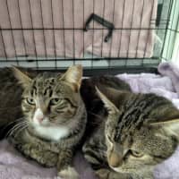 Photo of Miette And Blossom