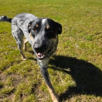 Photo of Paddy