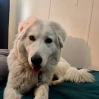 Photo of Angel