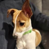 Photo of Aylin   4 Month Old Jack Russell