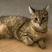 Photo of Trixie   9 Month Old Domestic Short Hair