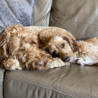 Photo of James   1 Year Old Cavoodle (Trial)