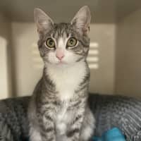 Photo of Adeline *Available At Pet Stock Kingsford*