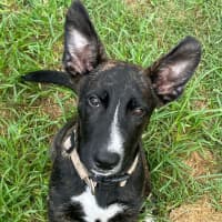 Photo of Gus