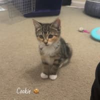 Photo of Cookie
