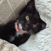 Photo of Oreo & Ivy  3 Month Old Domestic Short Hair 