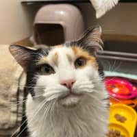 Photo of Ruby