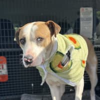 Photo of Bruno