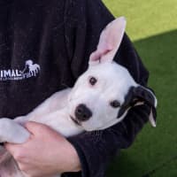 Photo of Fickelgruber