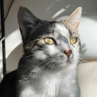 Photo of Fred   In Foster Care In Northcote