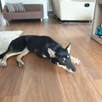 Photo of Ally   6 Month Old Kelpie X