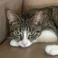 Photo of Poppi