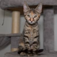 Photo of Juno