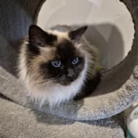 Photo of Fifi **2nd Chance Cat Rescue**