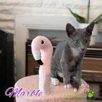 Photo of Marble