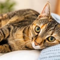 Photo of Cosmo