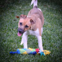 Photo of Cookie
