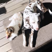 Photo of Maisie