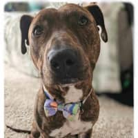 Photo of Duke 