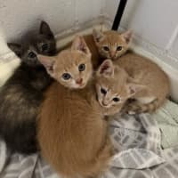 Photo of Bagel