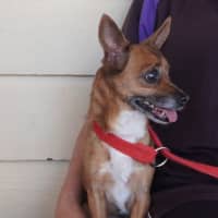 Photo of Bella