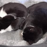 Photo of Lily & Delilah 