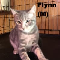 Photo of Flynn