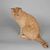Photo of Garfield 