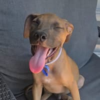 Photo of Theodore   16 Week Old Mixed Breed (Trial)