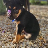 Photo of Peach   7 Week Old Kelpie X Husky (Trial)