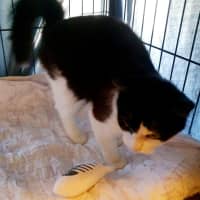 Photo of Magpie