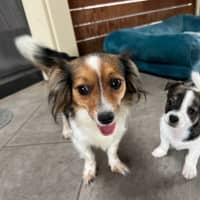 Photo of Poppy And Her Pups