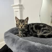 Photo of Ash