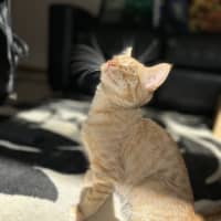 Photo of George   Located In Lower Plenty