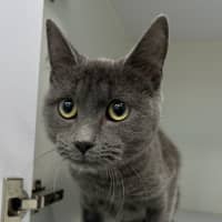 Photo of Penny