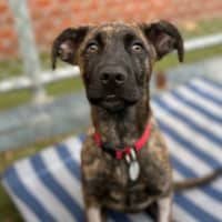 Photo of Deuce