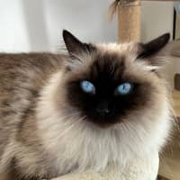 Photo of C1629 Gemma
