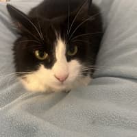 Photo of Silver 