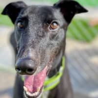 Photo of Jet The Greyhound