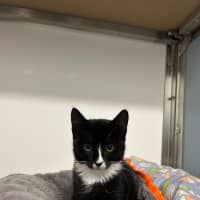 Photo of Nova