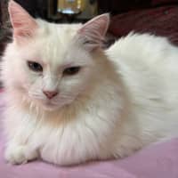 Photo of Little Dove 