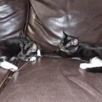 Photo of Oreo & Ivy  3 Month Old Domestic Short Hair 