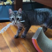 Photo of Bombshell